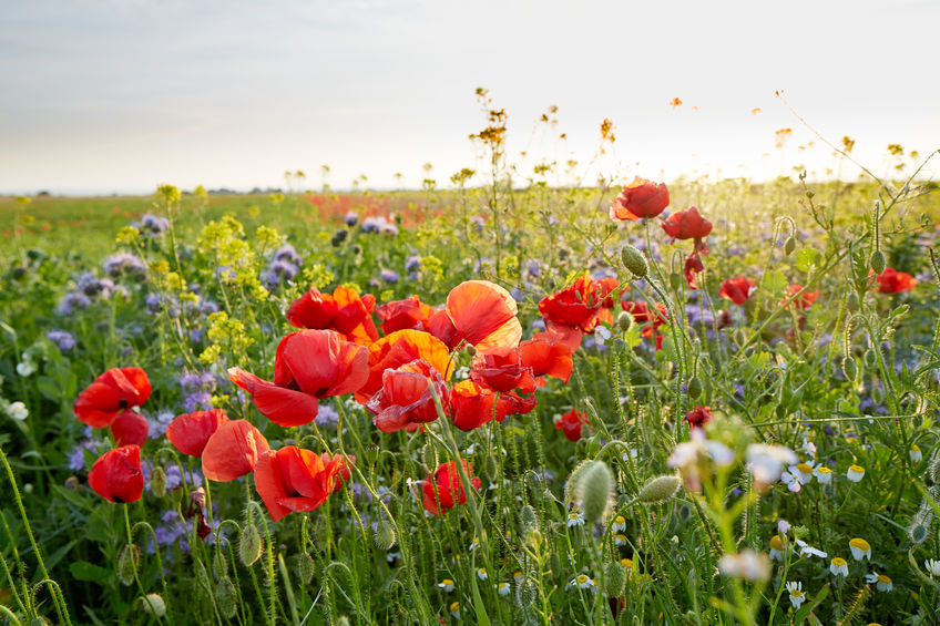 Blumenwiese