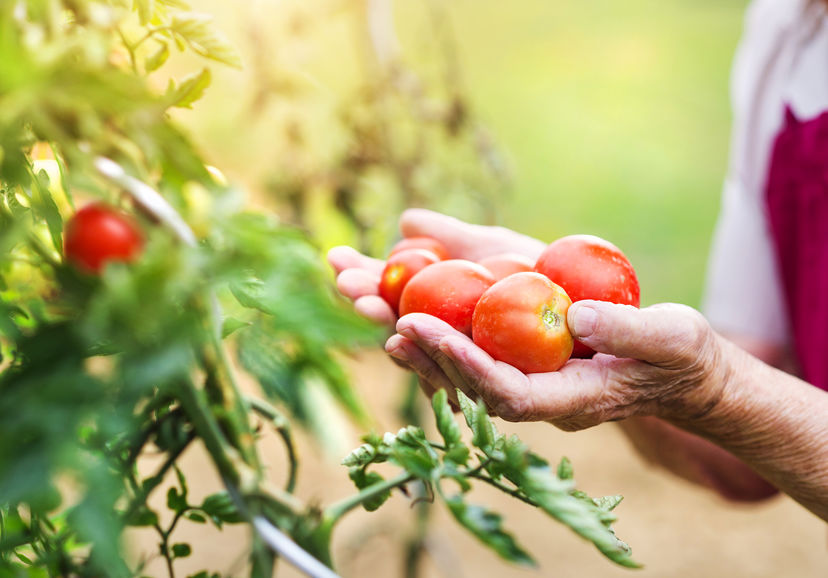 Tomaten ausgeizen