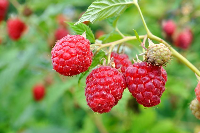 Himbeeren schneiden